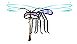 mosquito mosquito