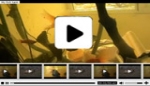 H.264 .f4v Xml Video player V3 H.264 .f4v Xml Video player V3