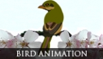 Bird Animation 